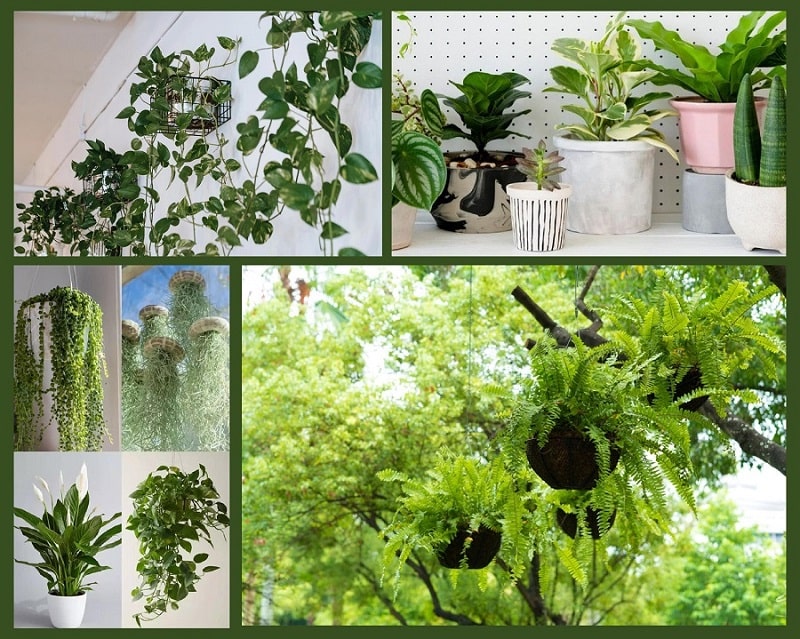 Collage image for air space hanging plants