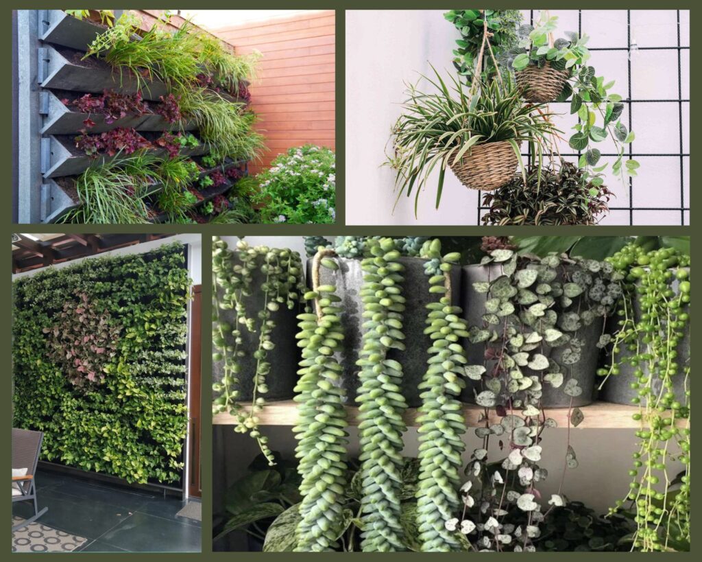 4 Picture collage image for hanging plants