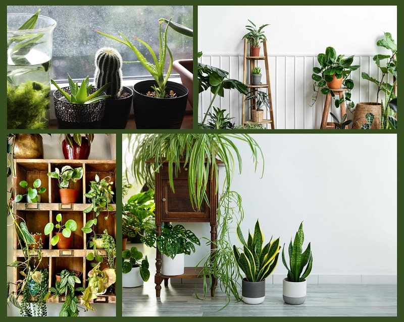 Collage image for indoor plants arrange in rack