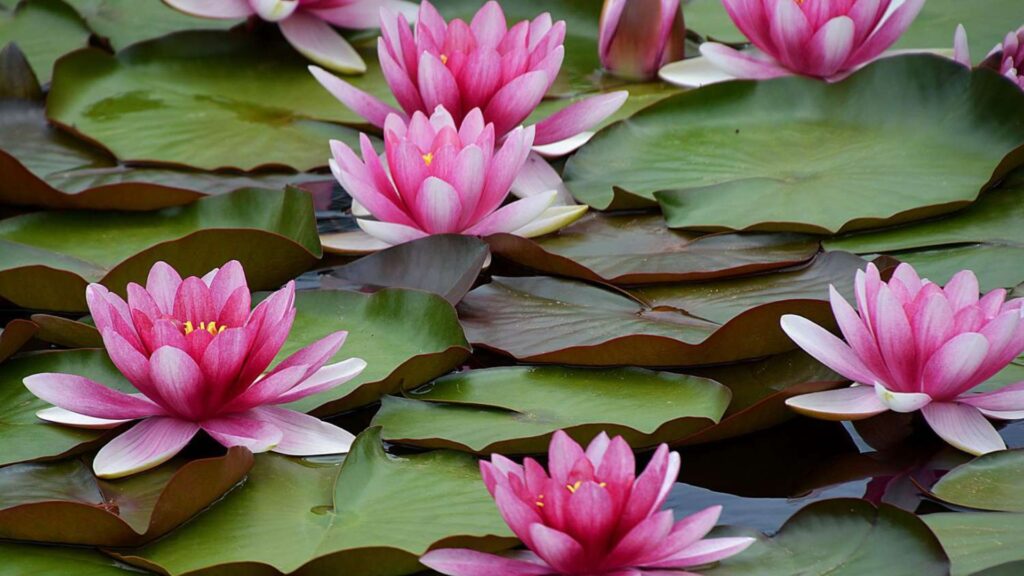 Lotus in water